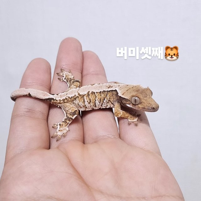 트라이 익스트림할리퀸 텐저린 화이트