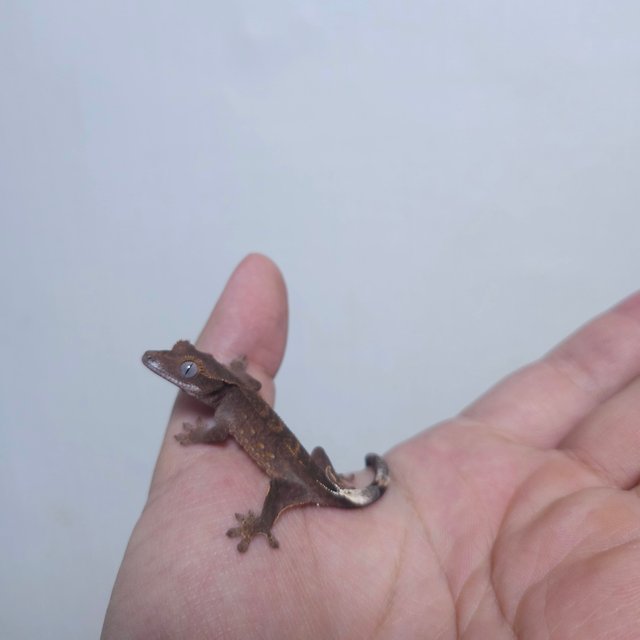 다크 팬텀 챠콜