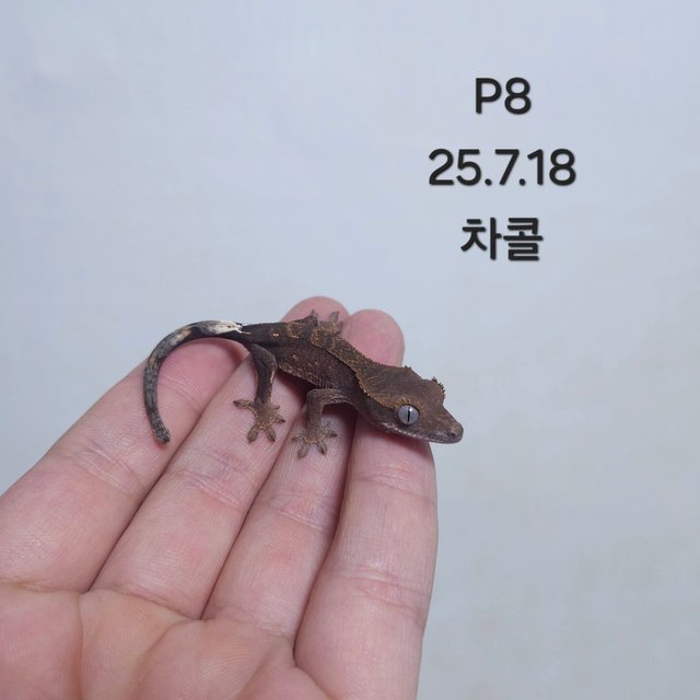 다크 팬텀 챠콜