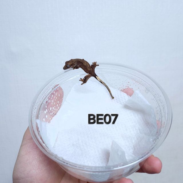 다크 챠콜 벅스킨
