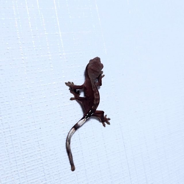 다크 팬텀 벅스킨 레드 챠콜