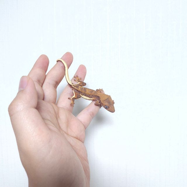 레드 팬텀 릴리화이트