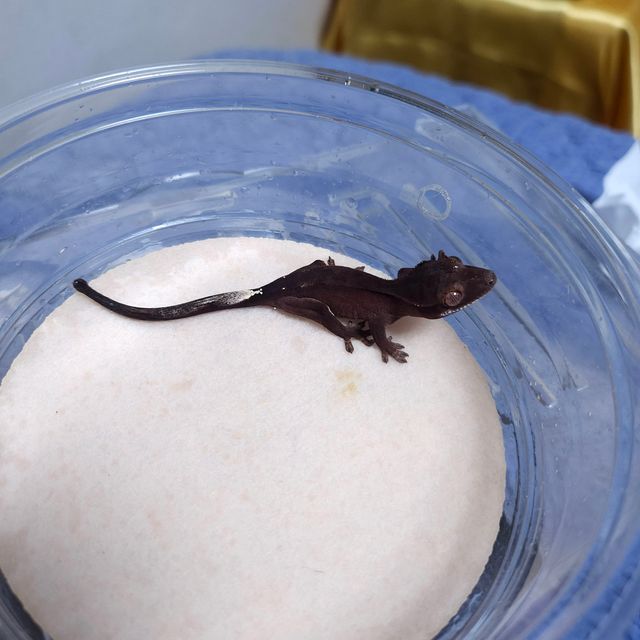 챠콜 카푸치노