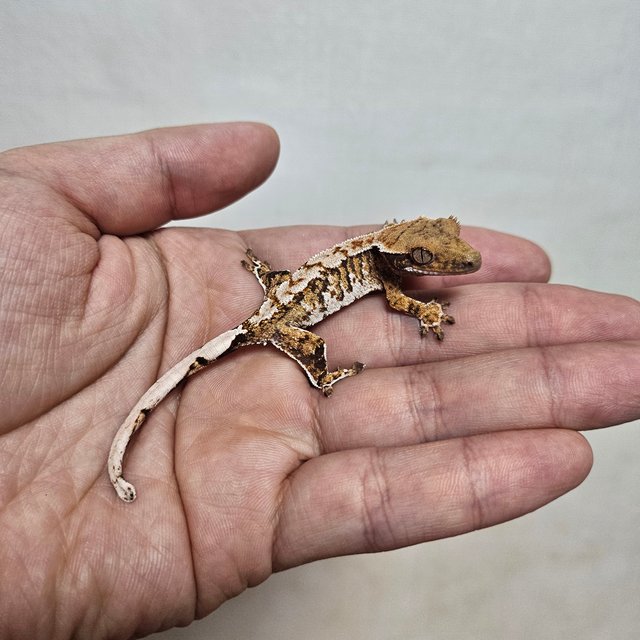 트라이 익스트림할리퀸