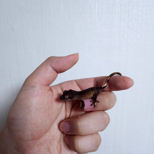 챠콜 다크