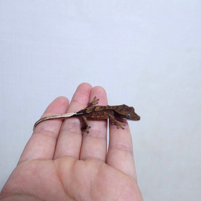 다크 챠콜