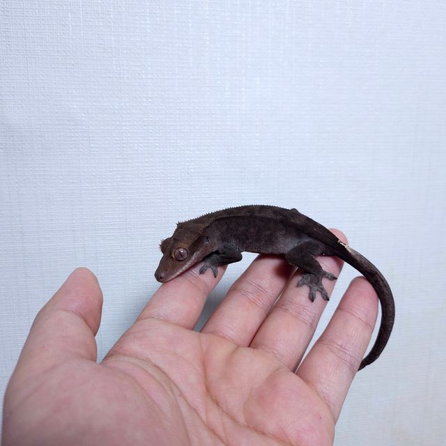 다크 패턴리스 챠콜 카푸치노