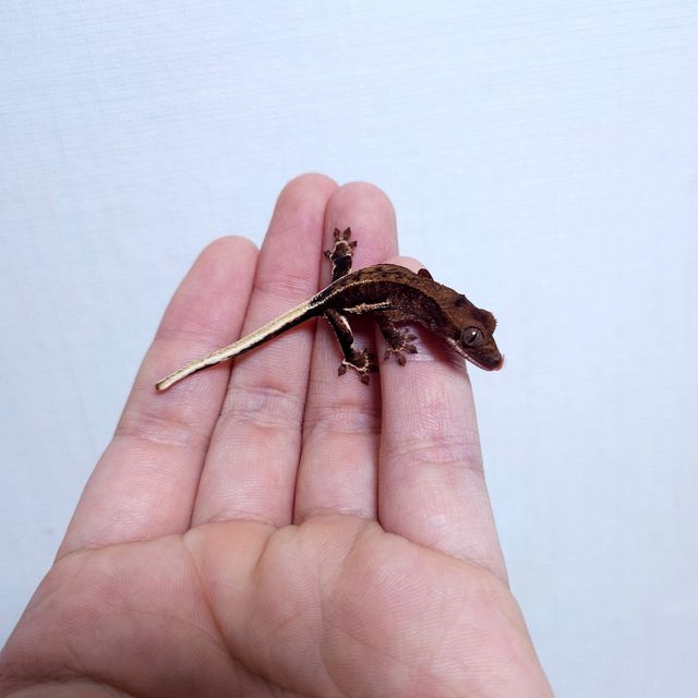 릴리화이트 챠콜 팬텀 다크