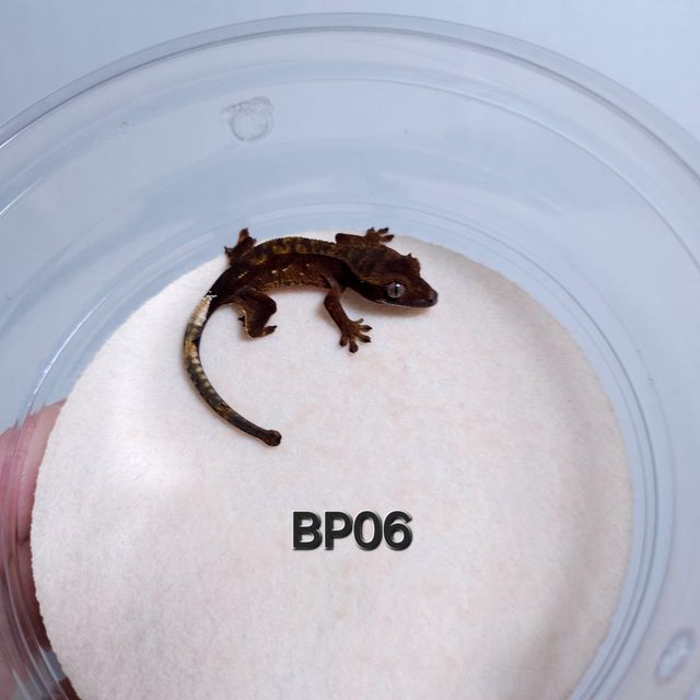 챠콜