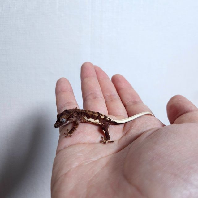 레드 다크 팬텀 릴리화이트