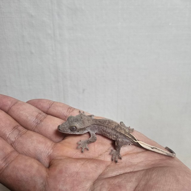 다크 레드 벅스킨 팬텀