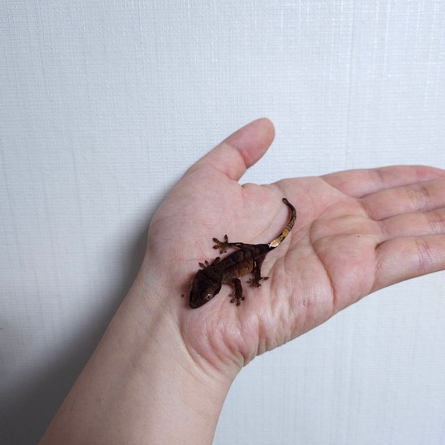 챠콜 다크