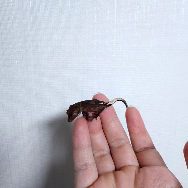 다크 팬텀