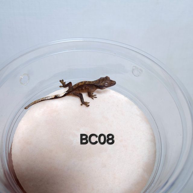 다크 챠콜 벅스킨