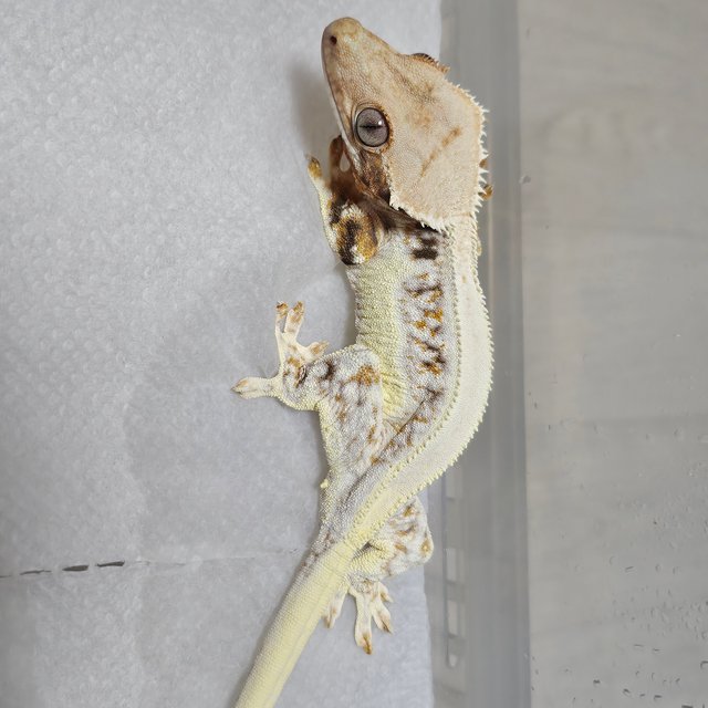 릴리화이트 트라이