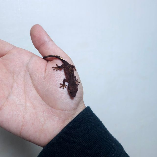 팬텀 다크 챠콜