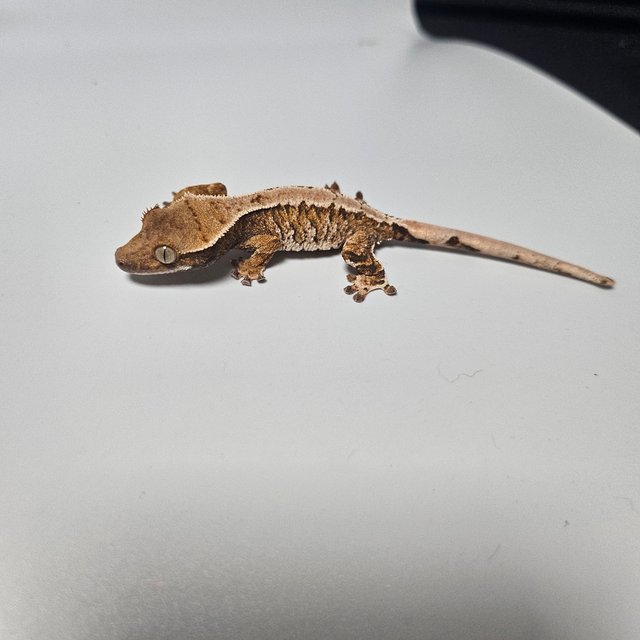 트라이 익스트림할리퀸 텐저린 화이트