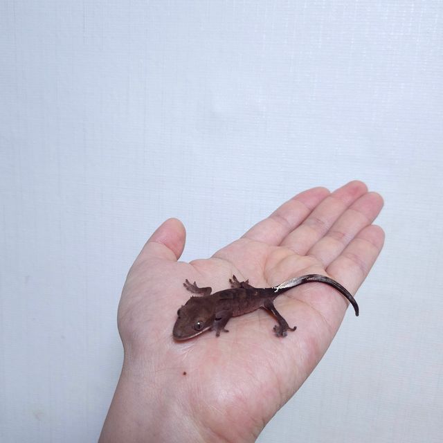 다크 패턴리스 챠콜 카푸치노