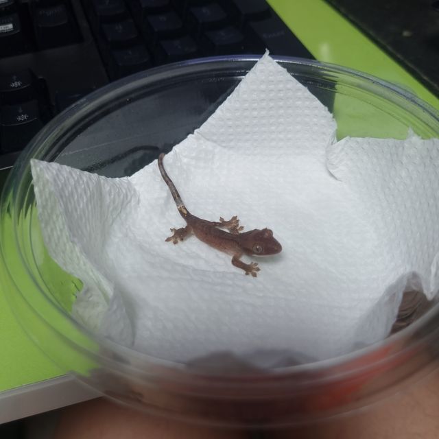 다크 벅스킨 챠콜