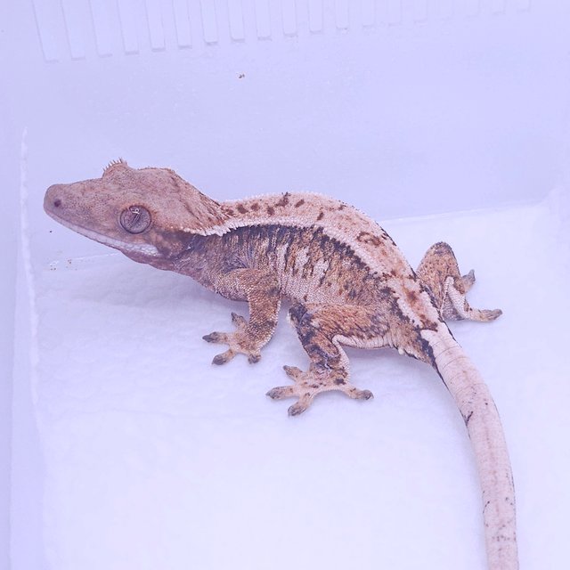 노멀 트라이 익스트림할리퀸 화이트스팟