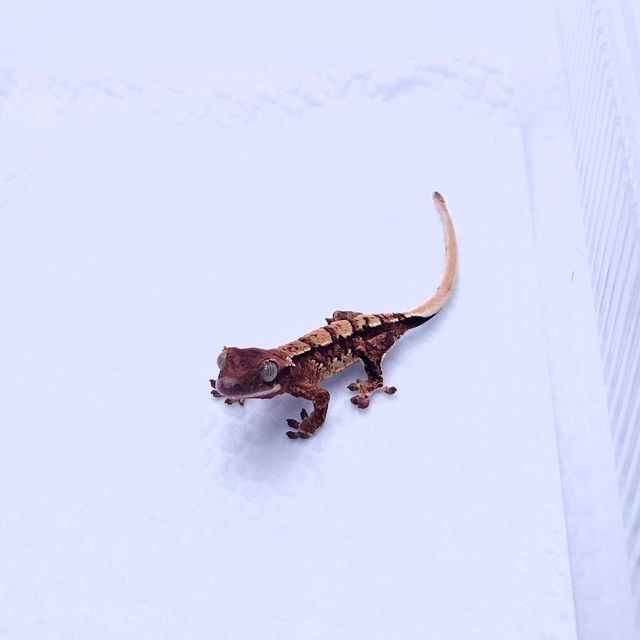 초초 노멀