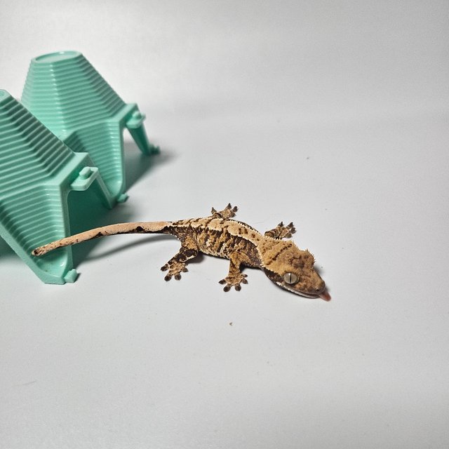 트라이 익스트림할리퀸 노멀