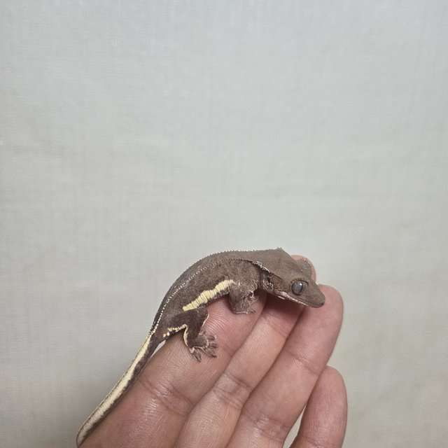 레드 팬텀 릴리화이트