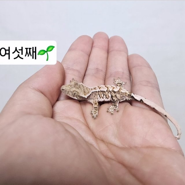 트라이 익스트림할리퀸