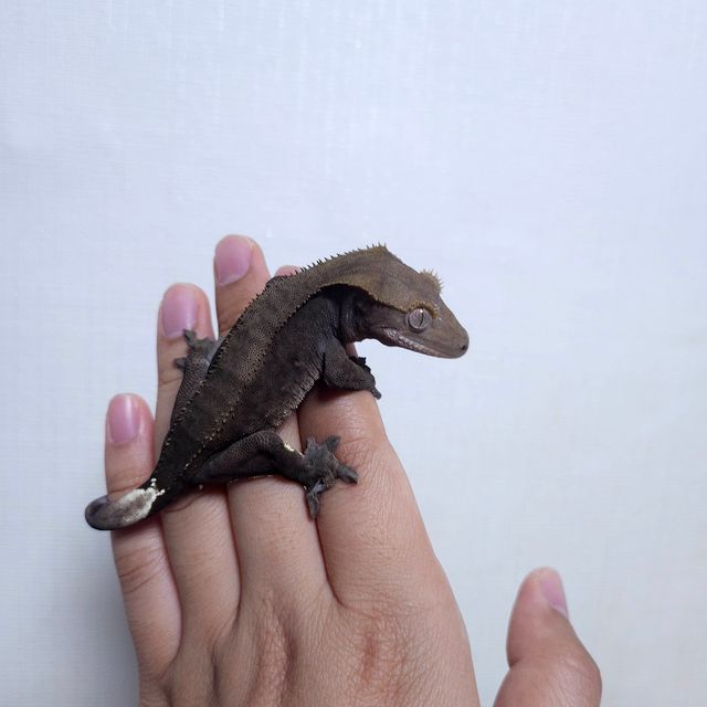 챠콜