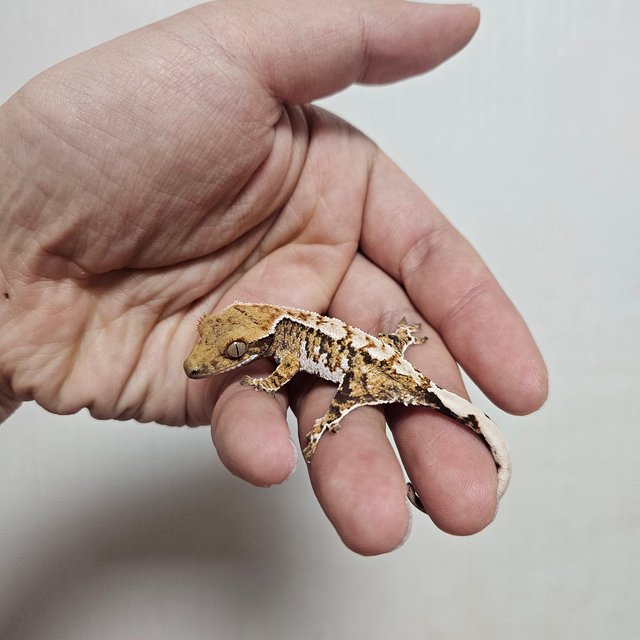 트라이 익스트림할리퀸