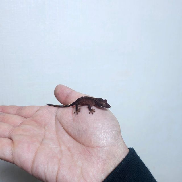 팬텀 다크 챠콜