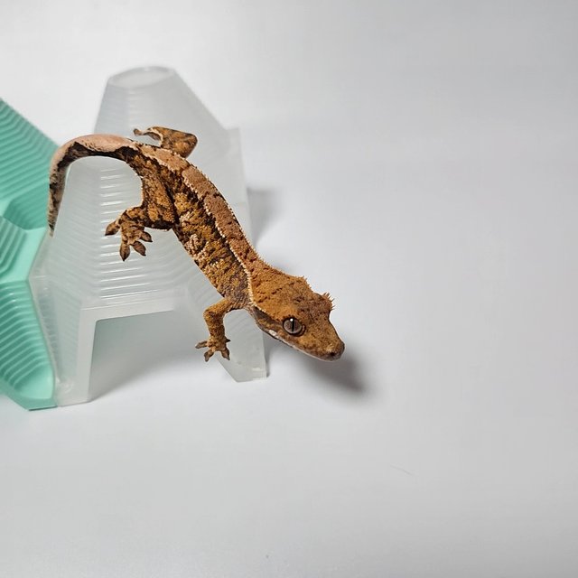 트라이 익스트림할리퀸