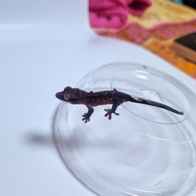 벅스킨 다크 챠콜