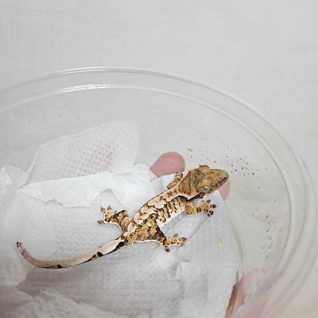 트라이 익스트림할리퀸