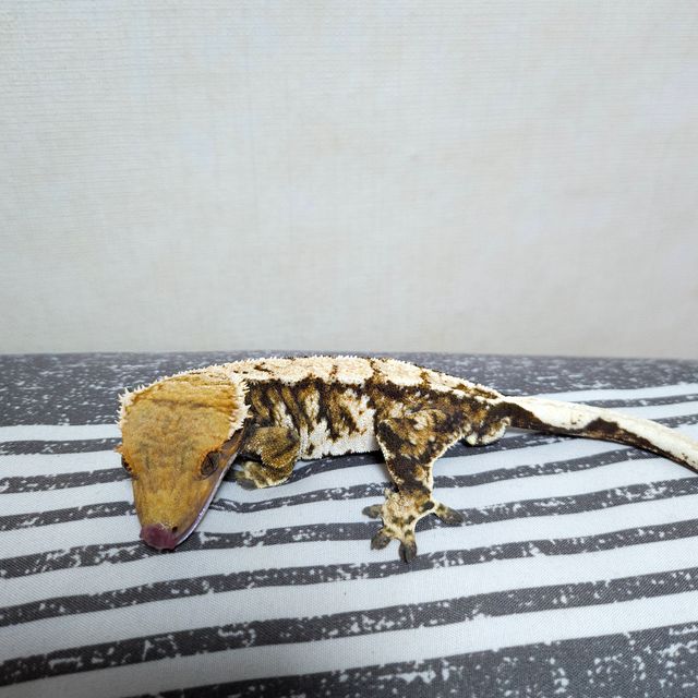 바브 노멀 트라이 익스트림할리퀸 텐저린