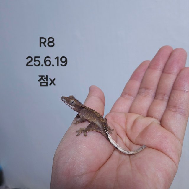 다크 레드 팬텀 벅스킨