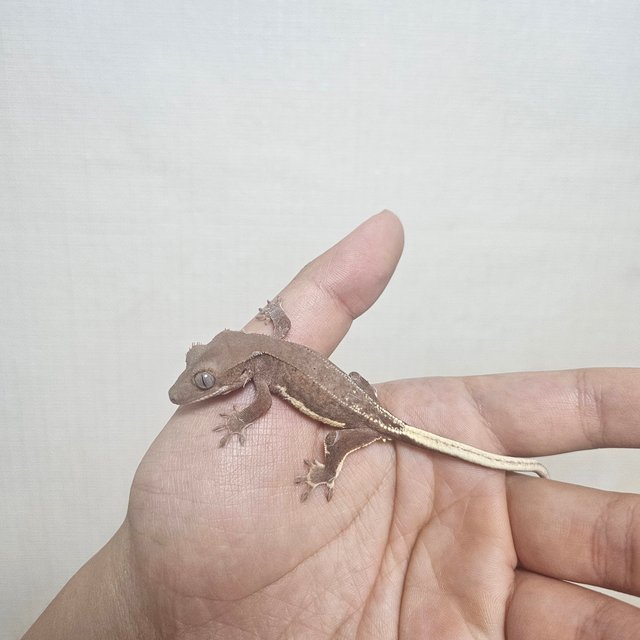 레드 팬텀 릴리화이트