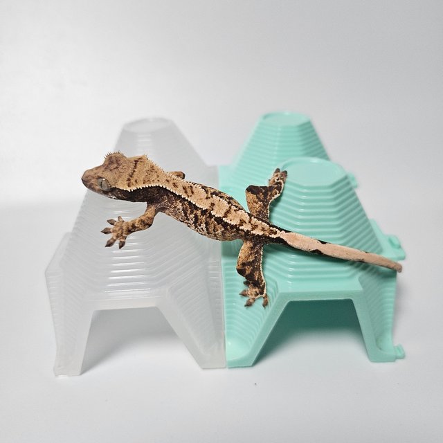 트라이 익스트림할리퀸 노멀