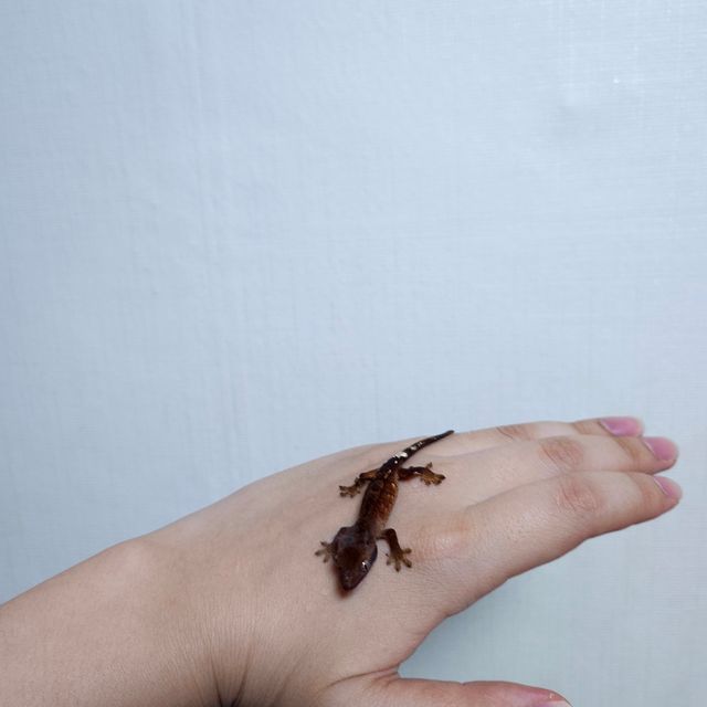 벅스킨 팬텀 챠콜 다크