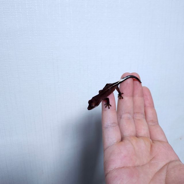 카푸치노 패턴리스 챠콜