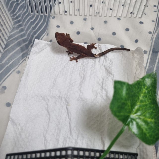 벅스킨 다크