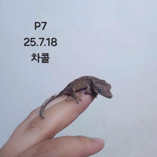 다크 팬텀 챠콜