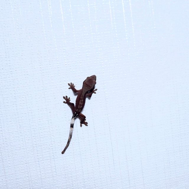 다크 팬텀 벅스킨 레드 챠콜