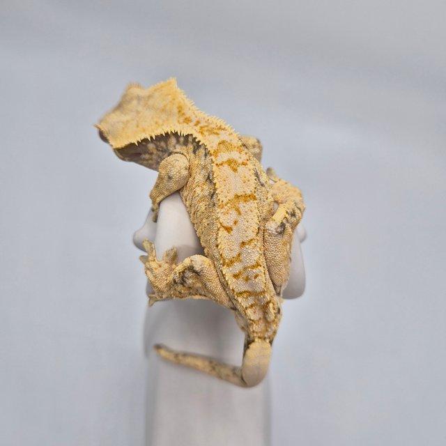 트라이 익스트림할리퀸 드리피