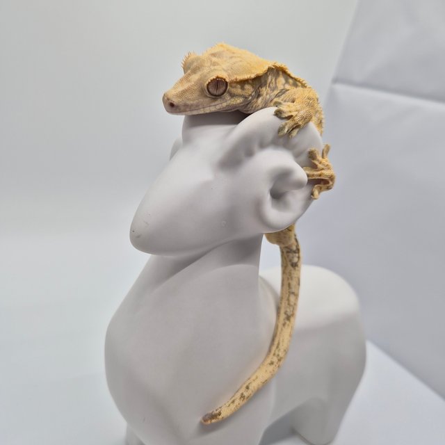 트라이 익스트림할리퀸 드리피