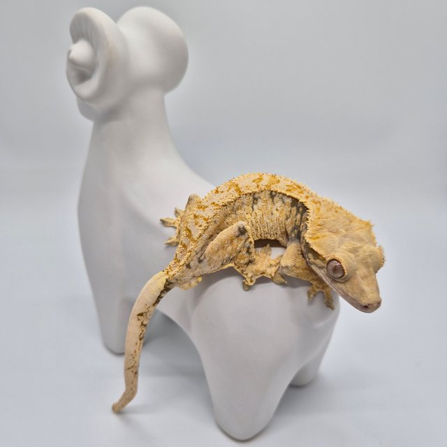 트라이 익스트림할리퀸 드리피