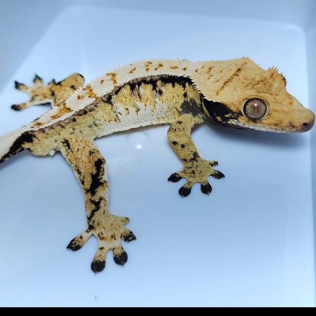 노멀 드리피 트라이 핀스트라이프 화이트핀