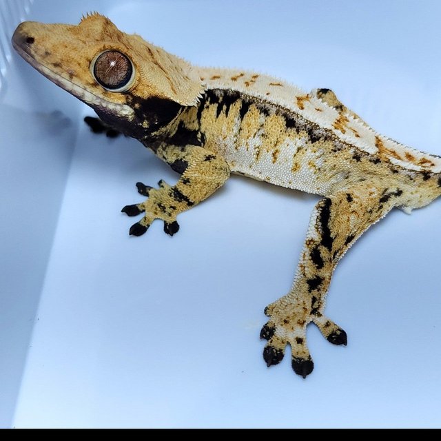 노멀 드리피 트라이 핀스트라이프 화이트핀