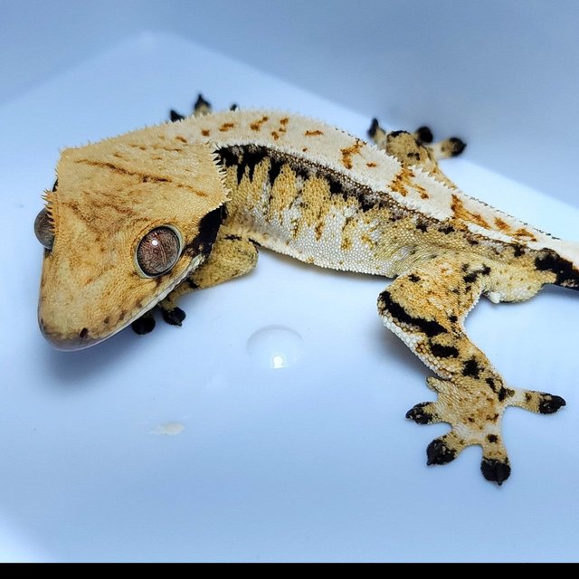 노멀 드리피 트라이 핀스트라이프 화이트핀