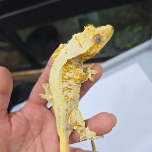 릴리화이트 크림